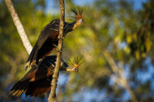 Hoatzin-2024_M2A0277-1