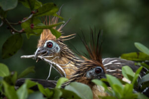 Hoatzin-2024_M2A5475-Enhanced-NR-1