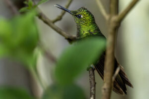 Hum-Buff-Tailed-Coronet-2024_0746-Enhanced-NR-1