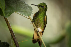 Hum-Buff-Tailed-Coronet-2024_1438-Enhanced-NR-1