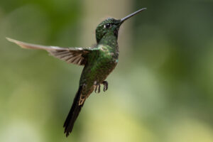 Hum-Buff-Tailed-Coronet-2024_4952-1