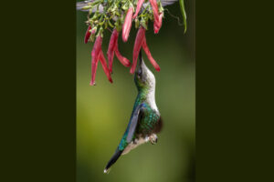 Hum-Crowned-Woodnymph-Female-2024_crop
