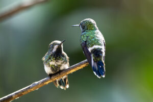Hum-Green-Thorntail-2024_0407-Enhanced-NR-1