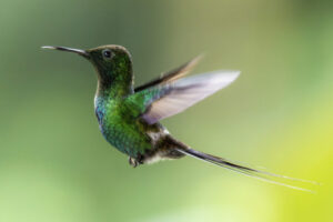 Hum-Green-Thorntail-2024_0823-Enhanced-NR-1