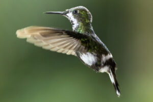 Hum-Green-Thorntail-2024_1048-Enhanced-NR-1