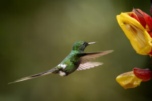 Hum-Green-Thorntail-2024_2021-Enhanced-NR-1