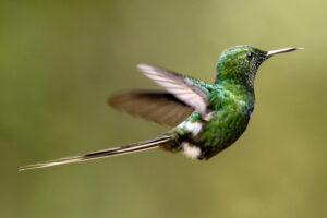 Hum-Green-Thorntail-2024_2033-Enhanced-NR-1