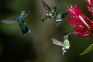 Hum-Green-Thorntail-2024_4236-Enhanced-NR-1