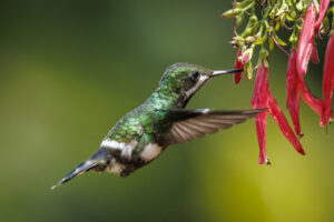 Green Thorntail hovering with flower, Mindo, Ecuador