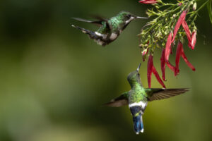 Hum-Green-Thorntail-Female-2024_5198-Enhanced-NR-1