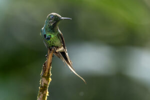 Hum-Green-Thorntail-Male-2024_0419-Enhanced-NR-1