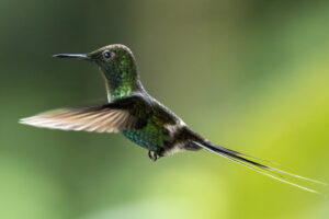 Hum-Green-Thorntail-Male-2024_0829-Enhanced-NR-1
