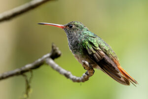 Hum-Rufous-Tailed-Hummingbird-2024_0745-Enhanced-NR-1