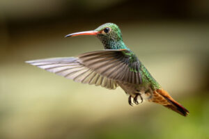 Hum-Rufous-Tailed-Hummingbird-2024_1637-Enhanced-NR-1