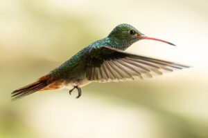 Hum-Rufous-Tailed-Hummingbird-2024_1656-Enhanced-NR-1