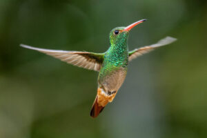 Hum-Rufous-Tailed-Hummingbird-2024_1722-Enhanced-NR-1