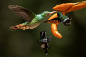 Rufus-Tailed Hummingbird feeding at flower