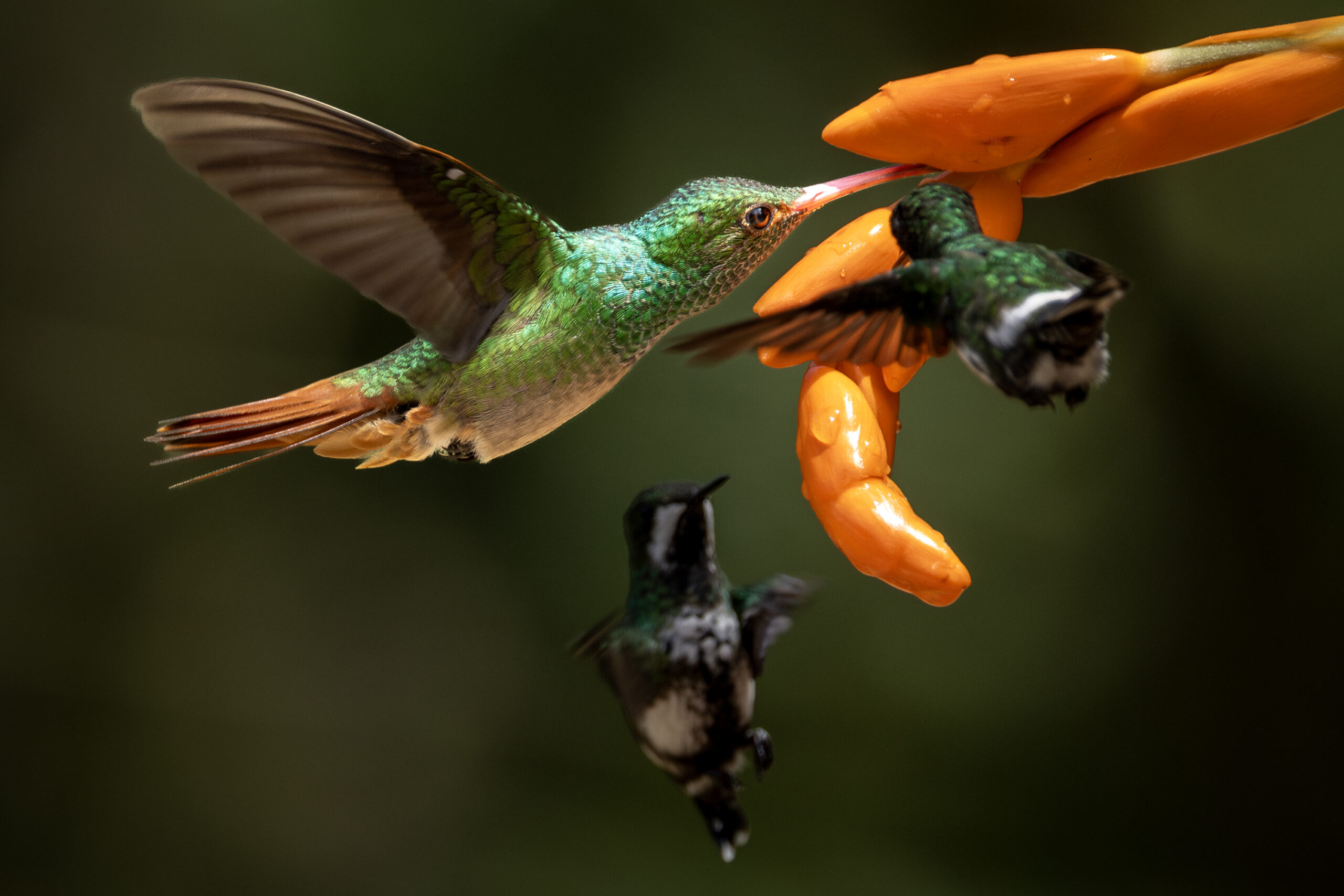 Hum-Rufous-Tailed-Hummingbird-2024_3615-Enhanced-NR-1