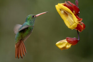 Hum-Rufous-tailed-hummingbird-2024_2137-Enhanced-NR-1