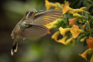 Hum-Speckled-Hummingbird-2024_2345-Enhanced-NR