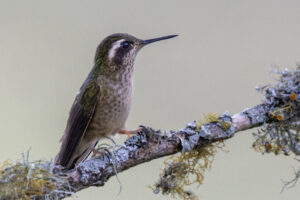 Hum-Speckled-Hummingbird-2024_S1A1470-Enhanced-NR-1
