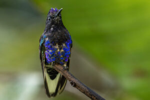 Hum-Velvet-Purple-Coronet-2024_0601-Enhanced-NR-1