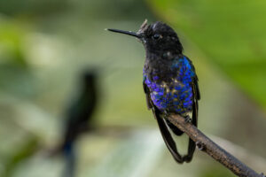 Hum-Velvet-Purple-Coronet-2024_0669-Enhanced-NR-1