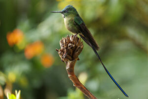 Hum-Violet-Tailed-Sylph-2024_0448-Enhanced-NR-1