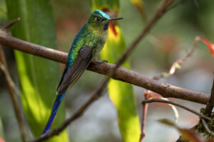 Hum-Violet-Tailed-Sylph-2024_0725-Enhanced-NR-1