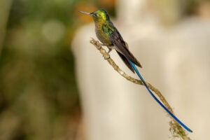 Hum-Violet-Tailed-Sylph-2024_1333-1
