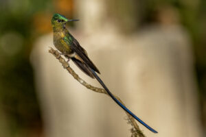 Hum-Violet-Tailed-Sylph-2024_1343-1