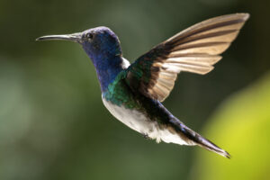 Hum-White-Necked-Jacobin-2024_1250-Enhanced-NR-1