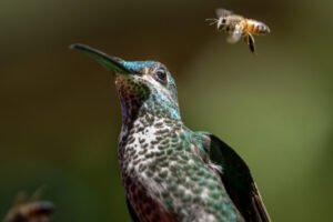 Close-up of hummingbird eyeing a bee cautiously