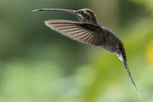 White-Whiskered Hermit, Mindo, Ecuador