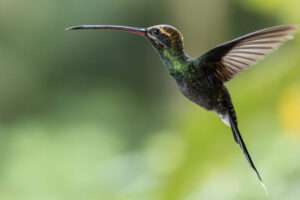 Hum-White-Whiskered-Hermit-2024_0898-Enhanced-NR-1