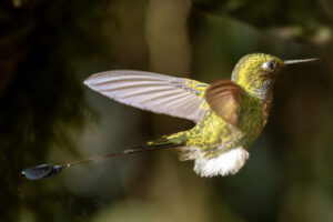 Hum-White-booted-Racket-Tailed-2024_1009-Enhanced-NR-1