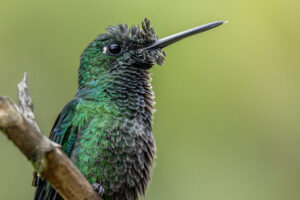 Hummingbird-2024_4424-Enhanced-NR-1
