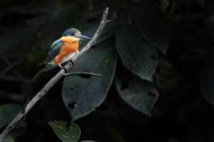 King-American-Pygmy-Kingfisher-2024_M2A5175-Enhanced-NR-1