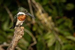 King-Green-Kingfisher-2024_7909-Enhanced-SR-1