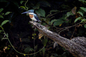 King-Green-Kingfisher-2024_M2A3159-Enhanced-NR-1