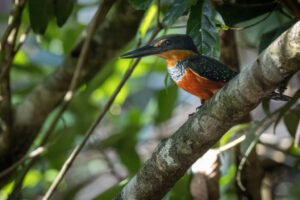 King-Green-and-Rufous-Kingfisher-2024_M2A3614-Enhanced-NR-1