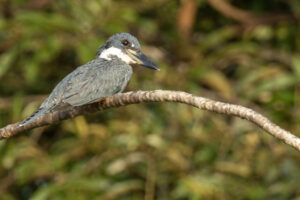 King-Ringed-Kingfisher-2024_7896-Enhanced-SR