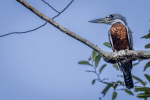 King-Ringed-Kingfisher-2024_M2A5366-1