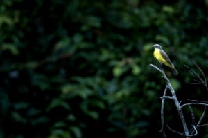 Kiskadee-2024_M2A0046-Enhanced-NR-1