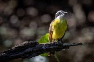 Kiskadee-2024_M2A3457-Enhanced-NR-1