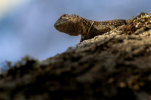 Lizard-2024_8702-Enhanced-NR