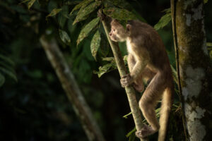 Mon-Capuchin-2024_7145-Enhanced-NR-1