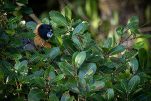 Mon-Golden-Mantled-Tamarin-2024_M2A2685-Enhanced-NR-1