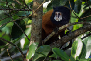 Mon-Golden-Mantled-Tamarin-2024_M2A2761-Enhanced-NR-1