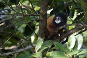 Mon-Golden-Mantled-Tamarin-2024_M2A2762-Enhanced-SR-1